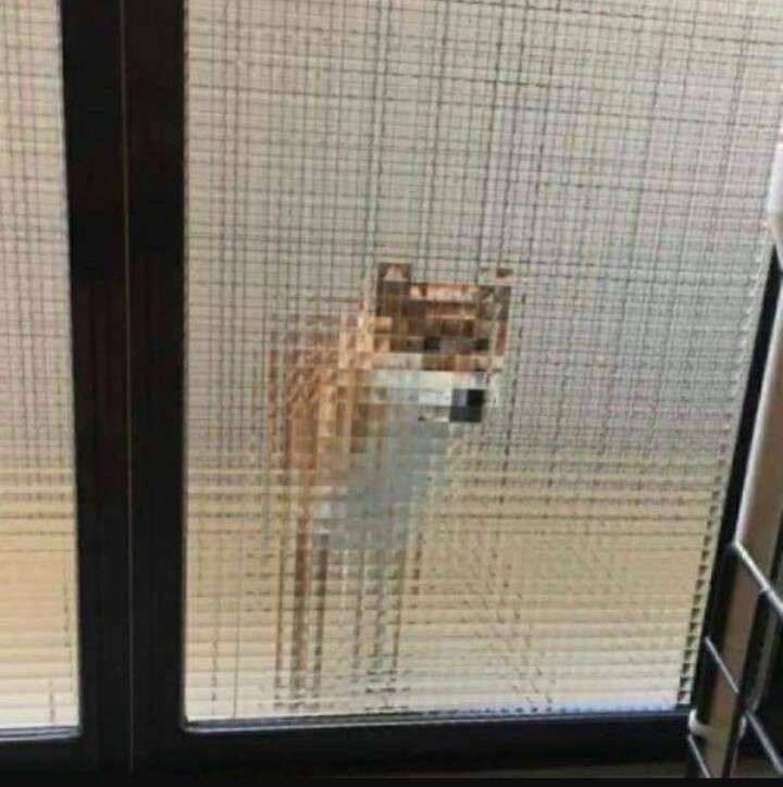 犬のかわいい画像をはるトピ