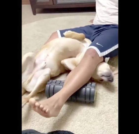 犬のかわいい画像をはるトピ