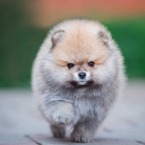 犬のかわいい画像をはるトピ