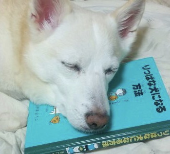 犬のかわいい画像をはるトピ