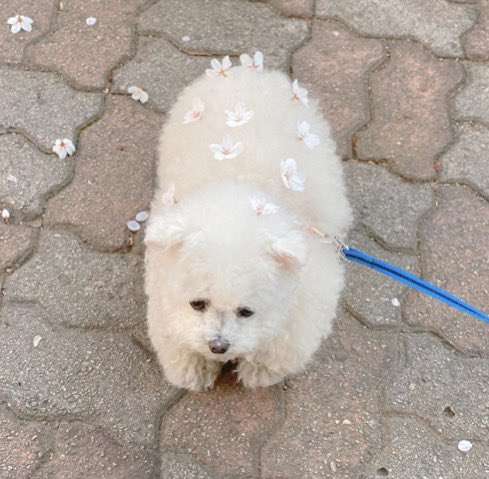 犬のかわいい画像をはるトピ