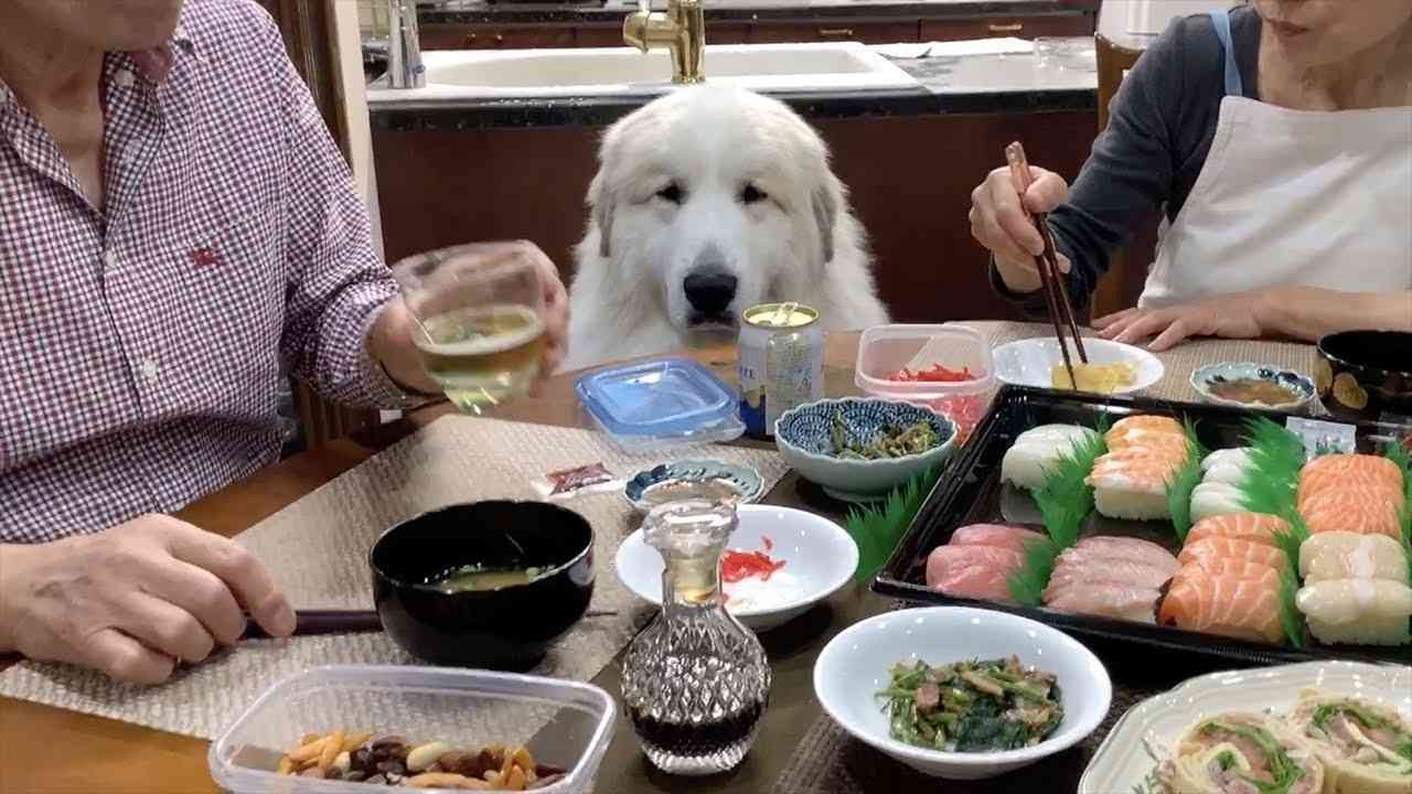 犬のかわいい画像をはるトピ