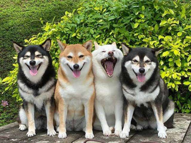 犬のかわいい画像をはるトピ