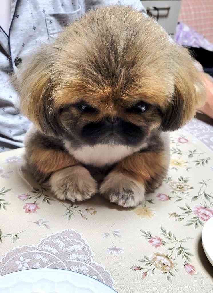 犬のかわいい画像をはるトピ