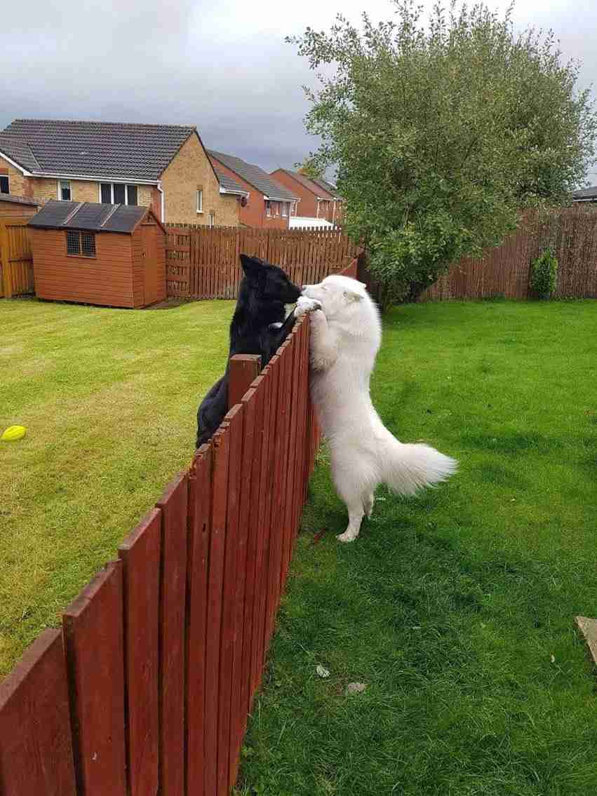 犬のかわいい画像をはるトピ