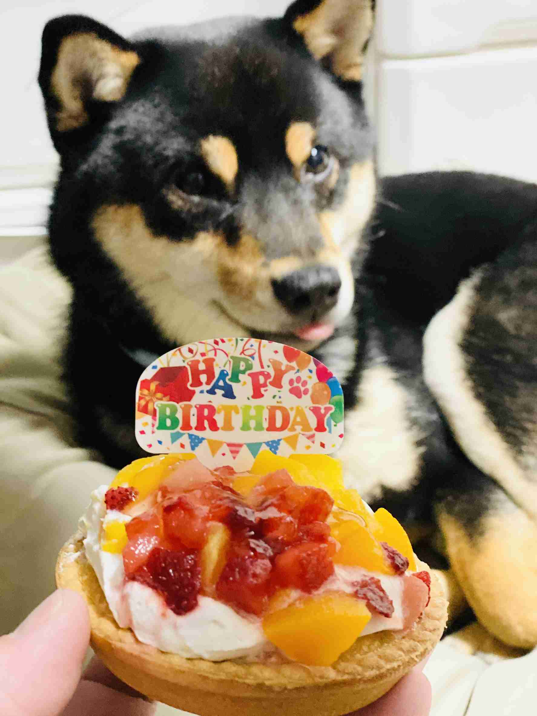 犬のかわいい画像をはるトピ