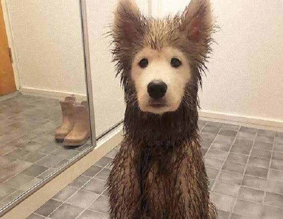犬のかわいい画像をはるトピ