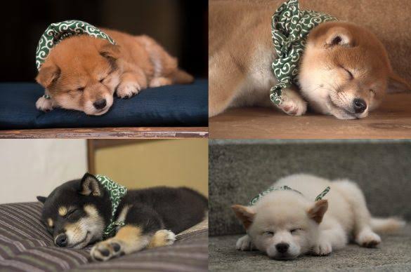 犬のかわいい画像をはるトピ