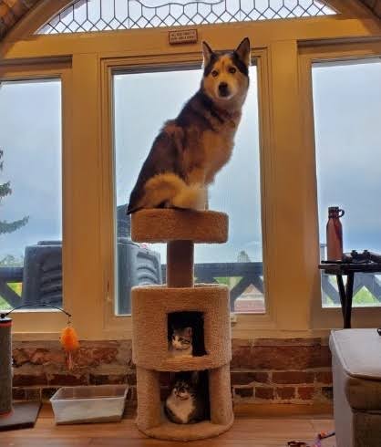 犬のかわいい画像をはるトピ
