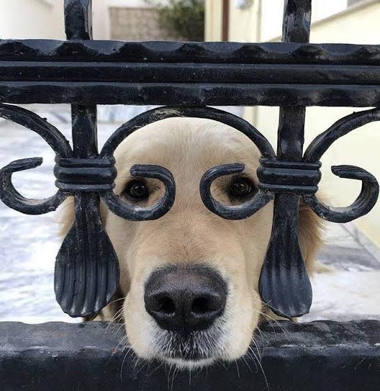 犬のかわいい画像をはるトピ