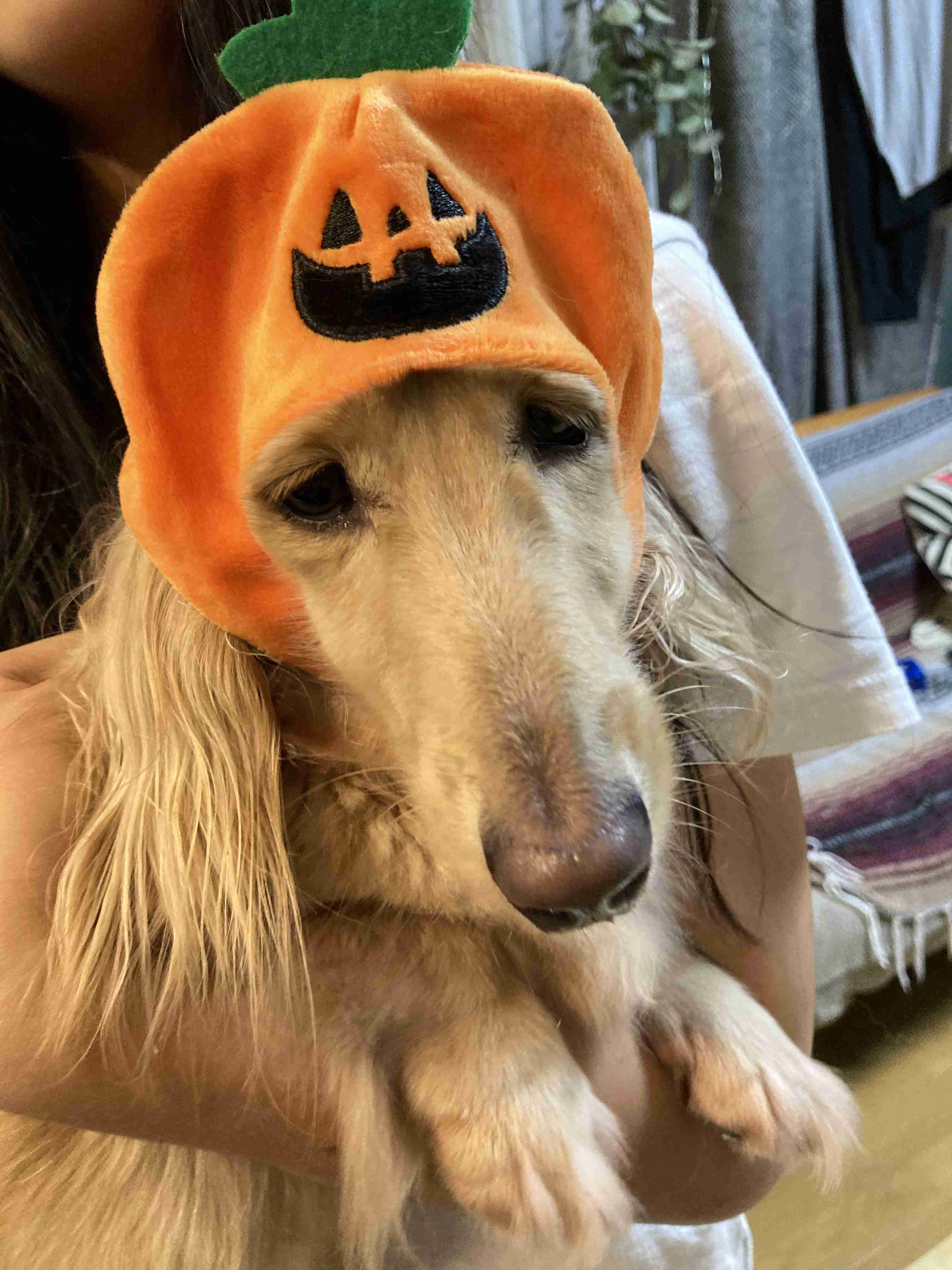 犬のかわいい画像をはるトピ