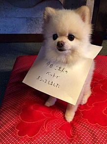 犬のかわいい画像をはるトピ