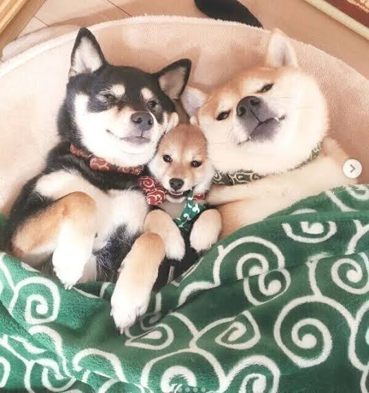 犬のかわいい画像をはるトピ