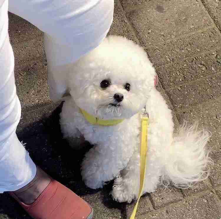 犬のかわいい画像をはるトピ