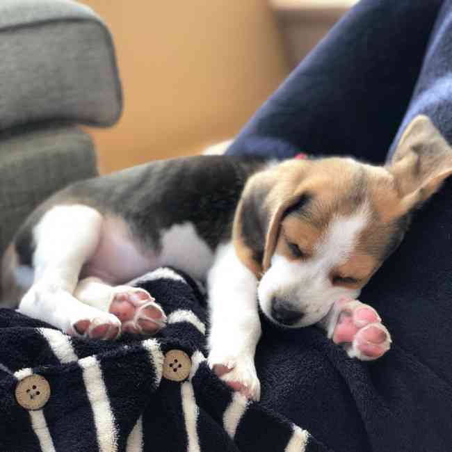 犬のかわいい画像をはるトピ