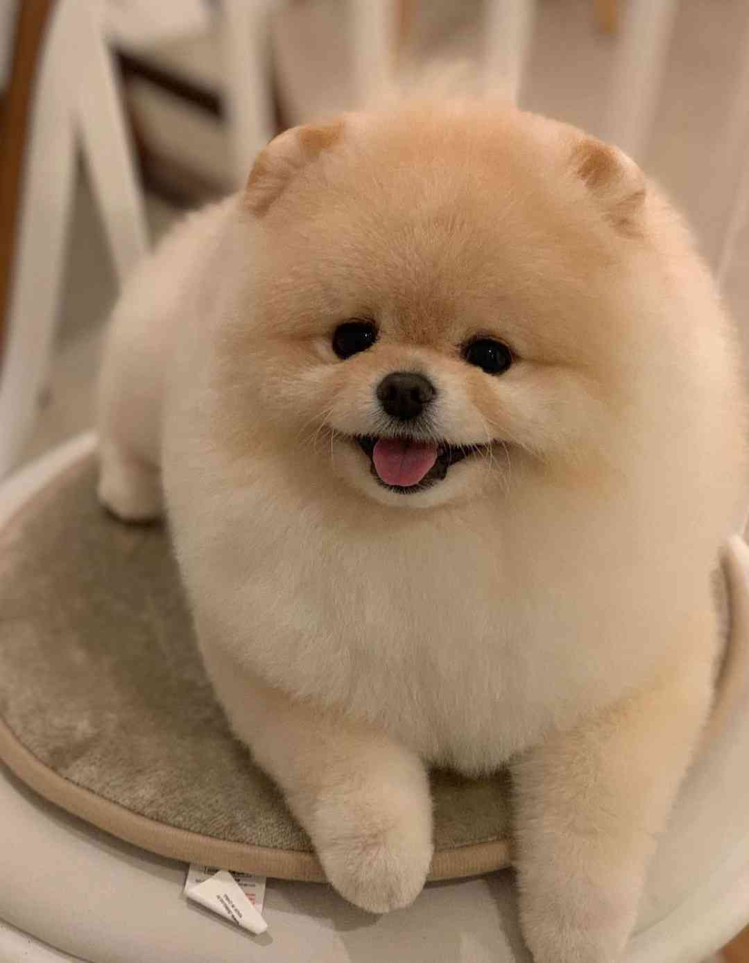 最近癒されたこと