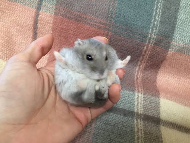 最近癒されたこと