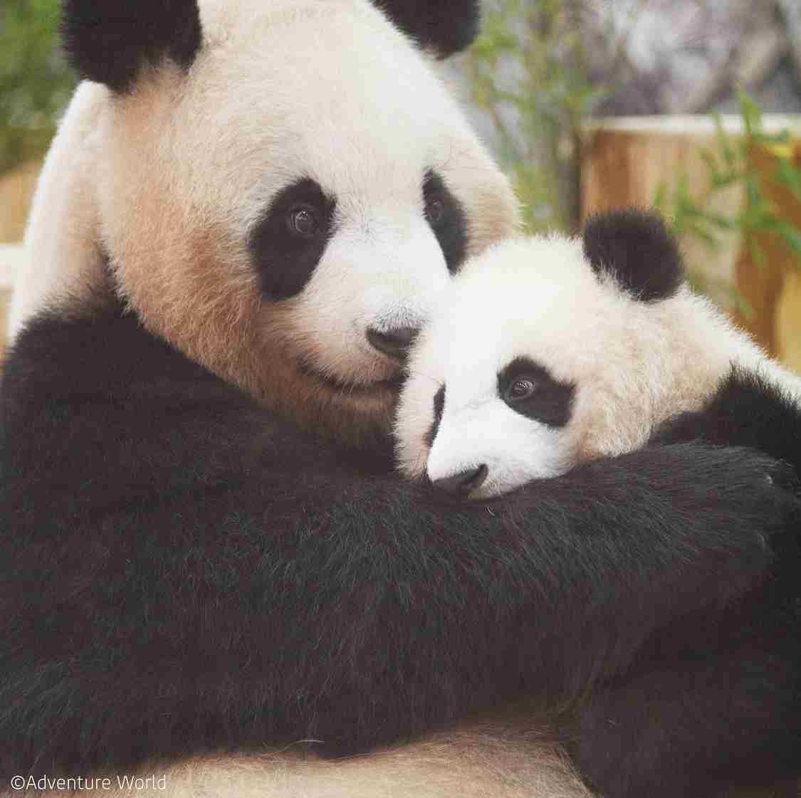 最近癒されたこと