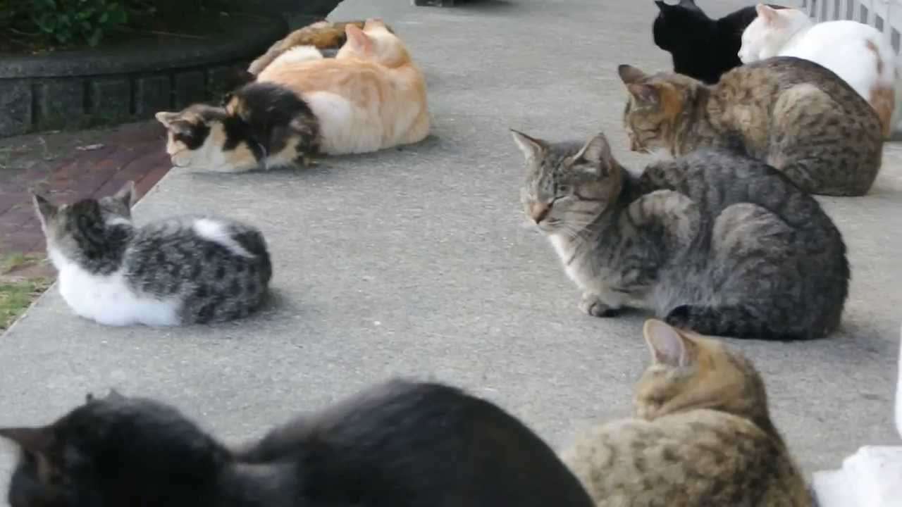 最近癒されたこと