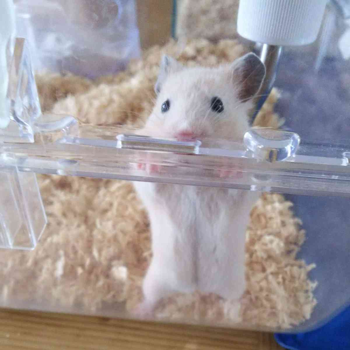 最近癒されたこと