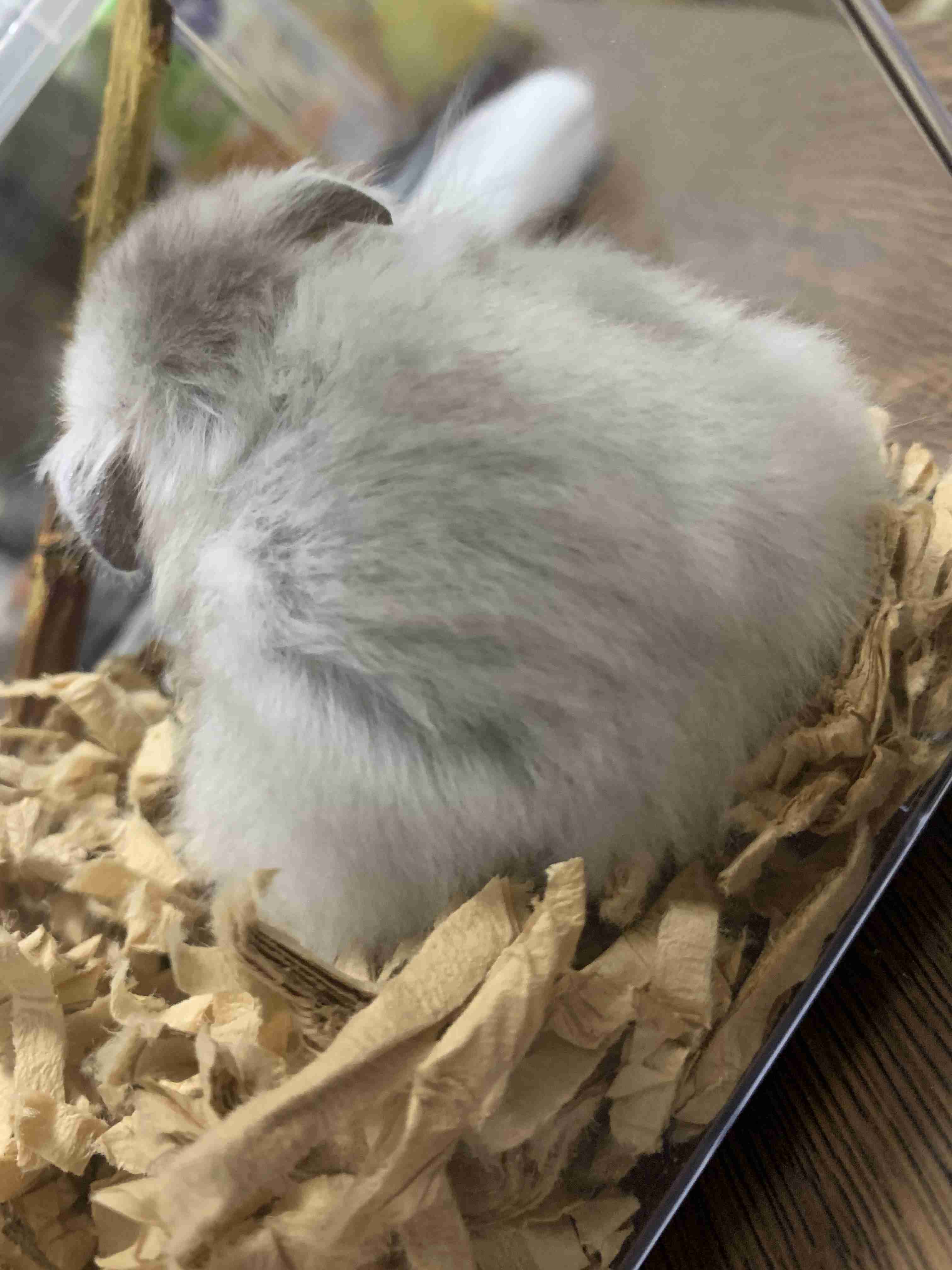 最近癒されたこと