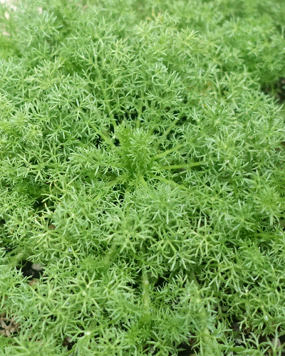 【庭】グランドカバープランツ【植物】