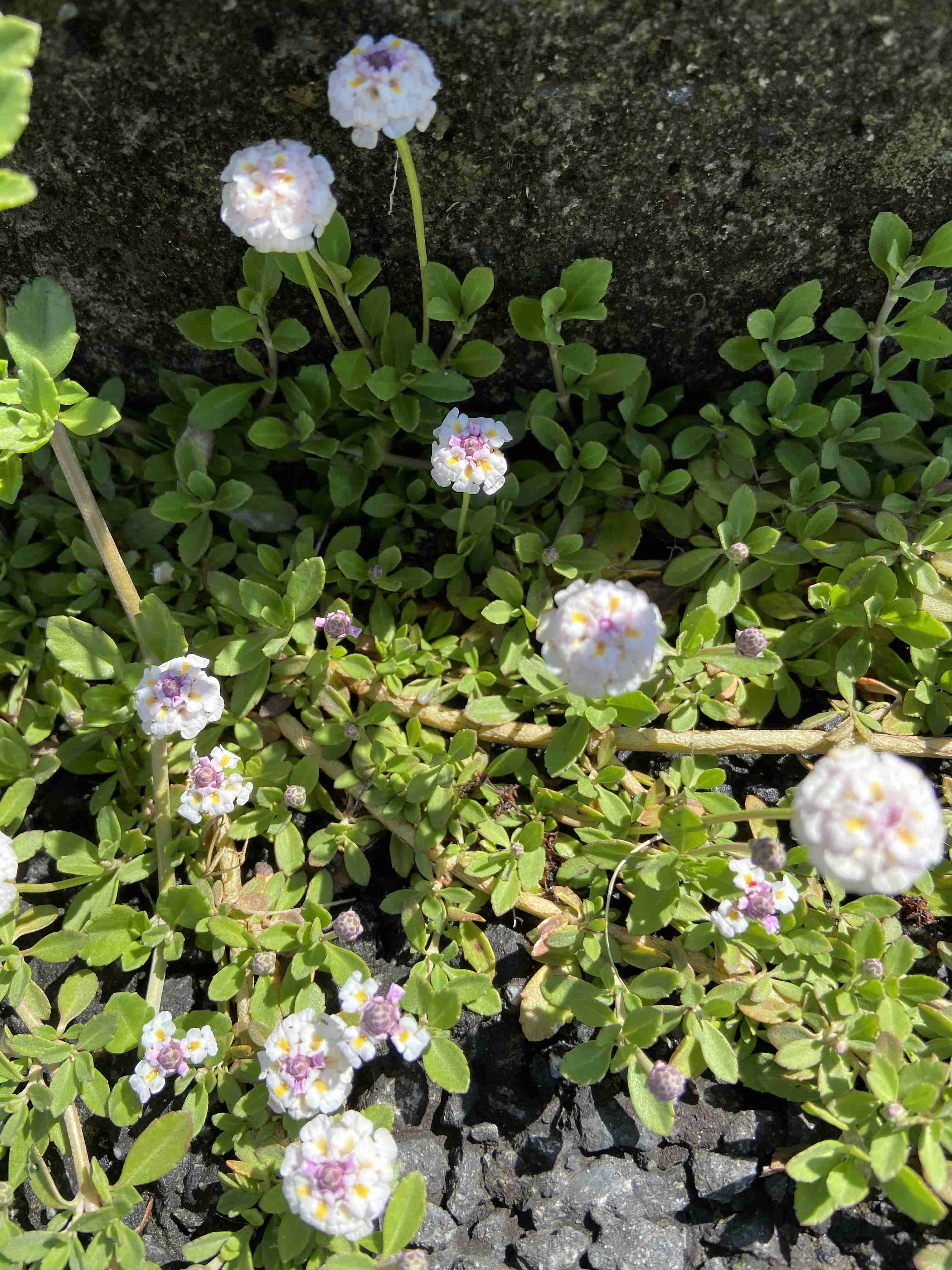 【庭】グランドカバープランツ【植物】