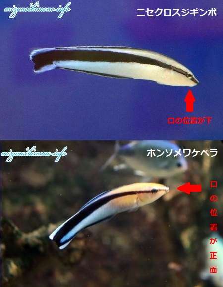 似て非なるものpart2