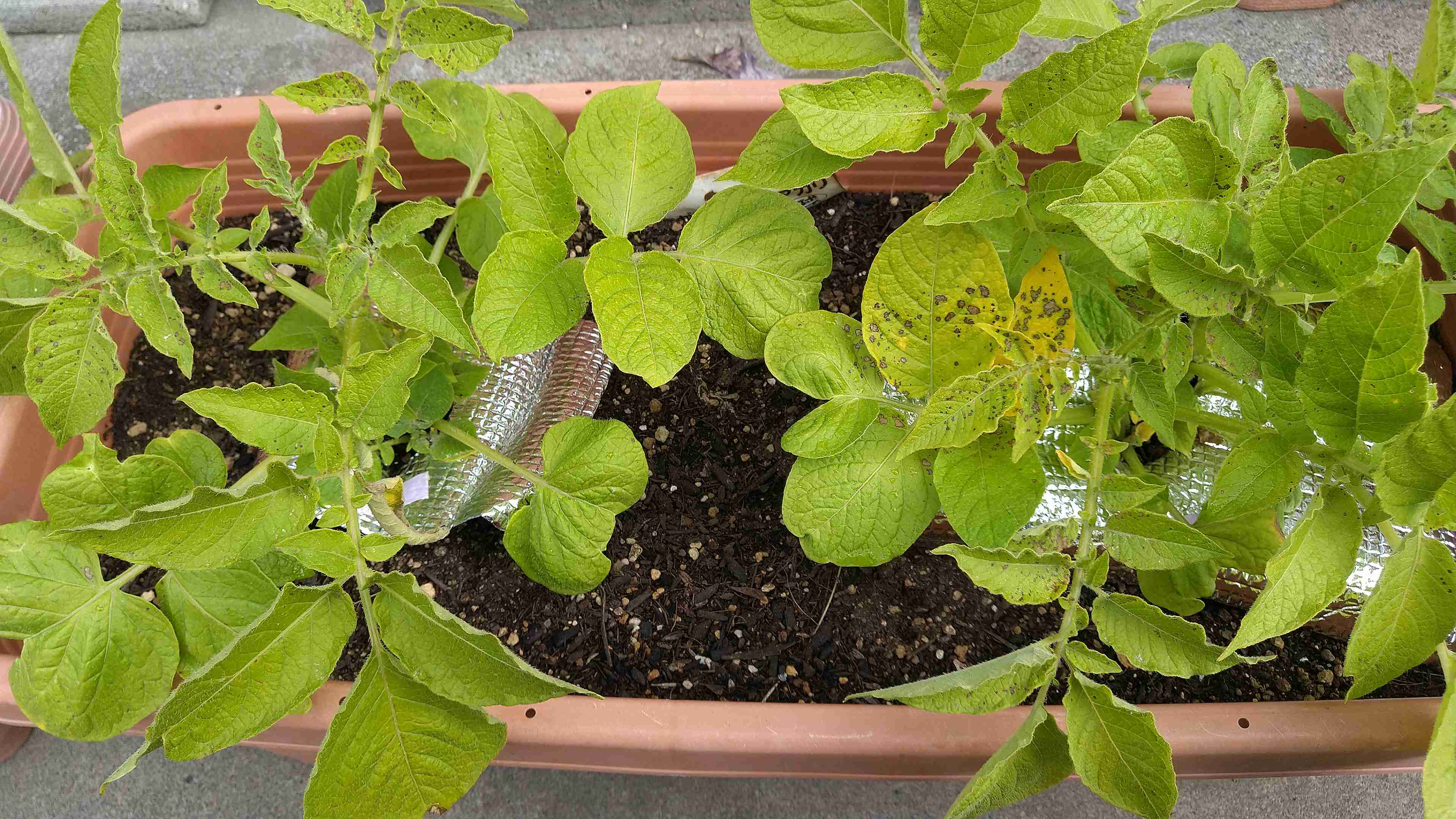 【4月】家庭菜園トピ【野菜編】