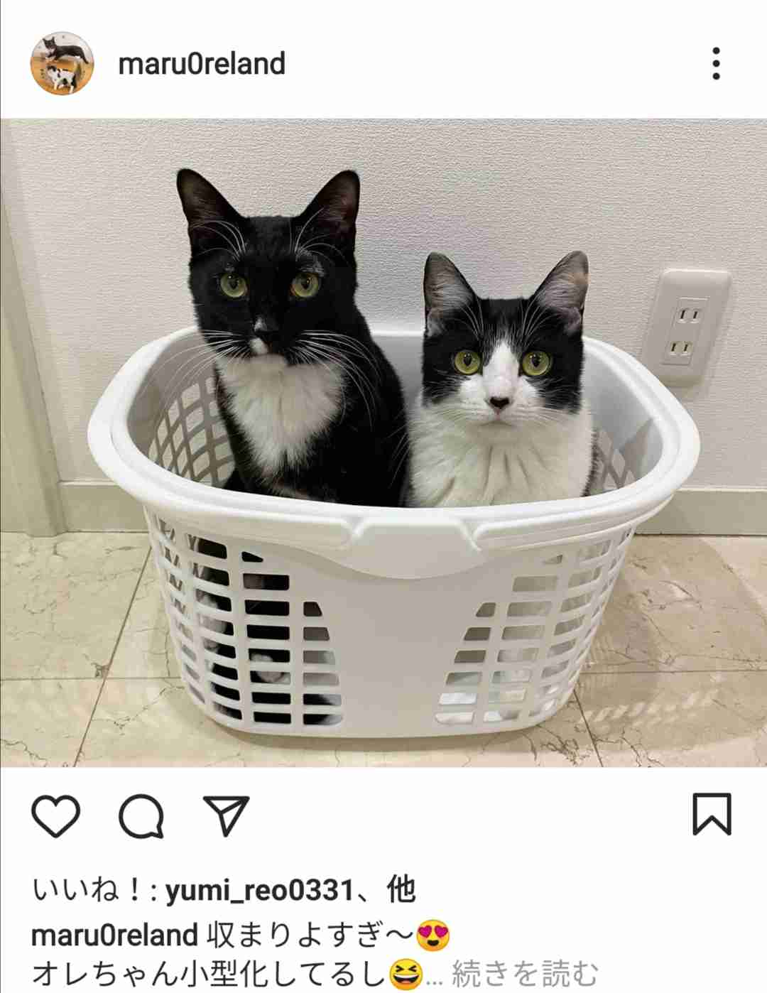 小泉今日子　保護猫を飼うことになったきっかけ　愛猫命日に重なった偶然の出来事