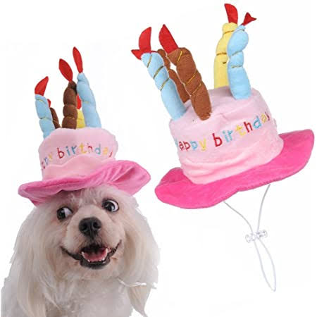 ペットの誕生日何しますか？
