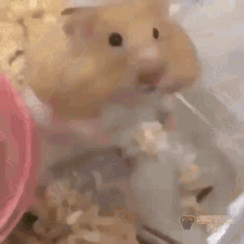 ずっと見ていられるGIF画像ください!part2