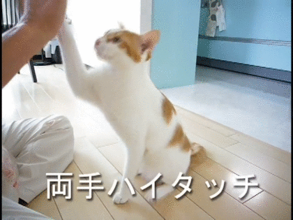 ずっと見ていられるGIF画像ください!part2