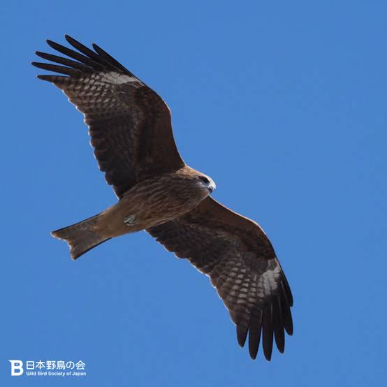 【お絵かき】30秒で描いて何の絵か当ててもらうトピ