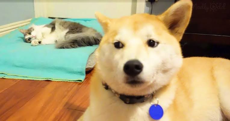 猫に居場所を取られる犬の画像ください