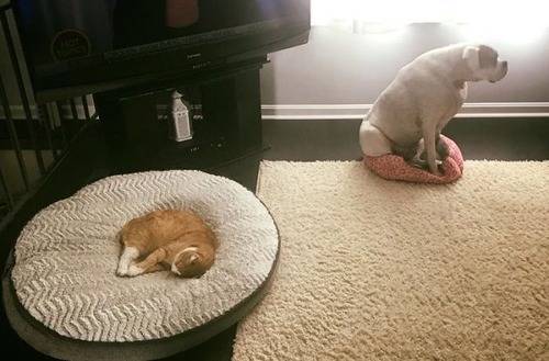 猫に居場所を取られる犬の画像ください
