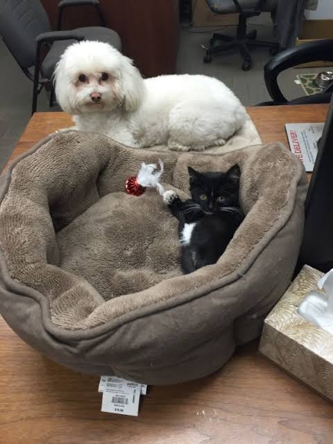 猫に居場所を取られる犬の画像ください