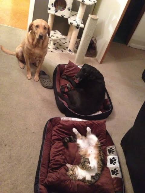 猫に居場所を取られる犬の画像ください