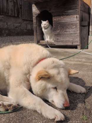猫に居場所を取られる犬の画像ください