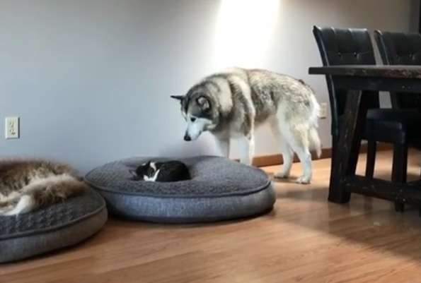 猫に居場所を取られる犬の画像ください