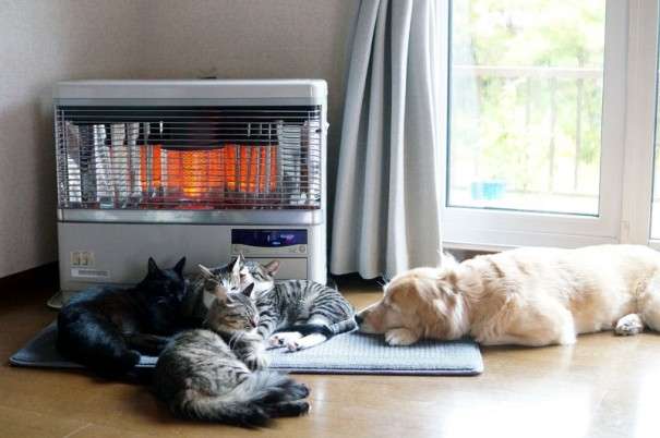 猫に居場所を取られる犬の画像ください