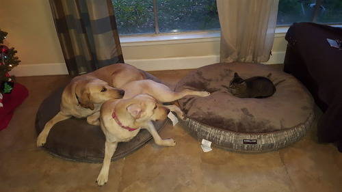猫に居場所を取られる犬の画像ください