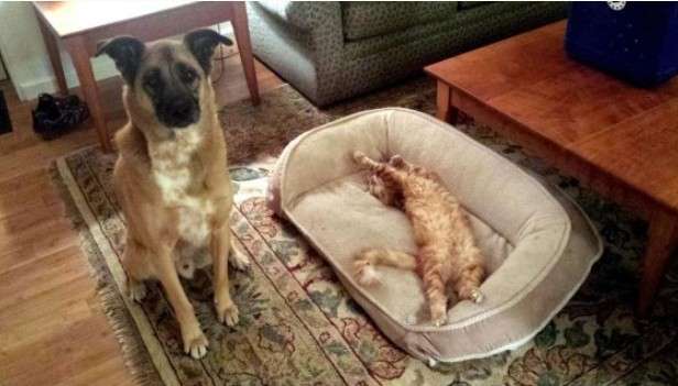 猫に居場所を取られる犬の画像ください
