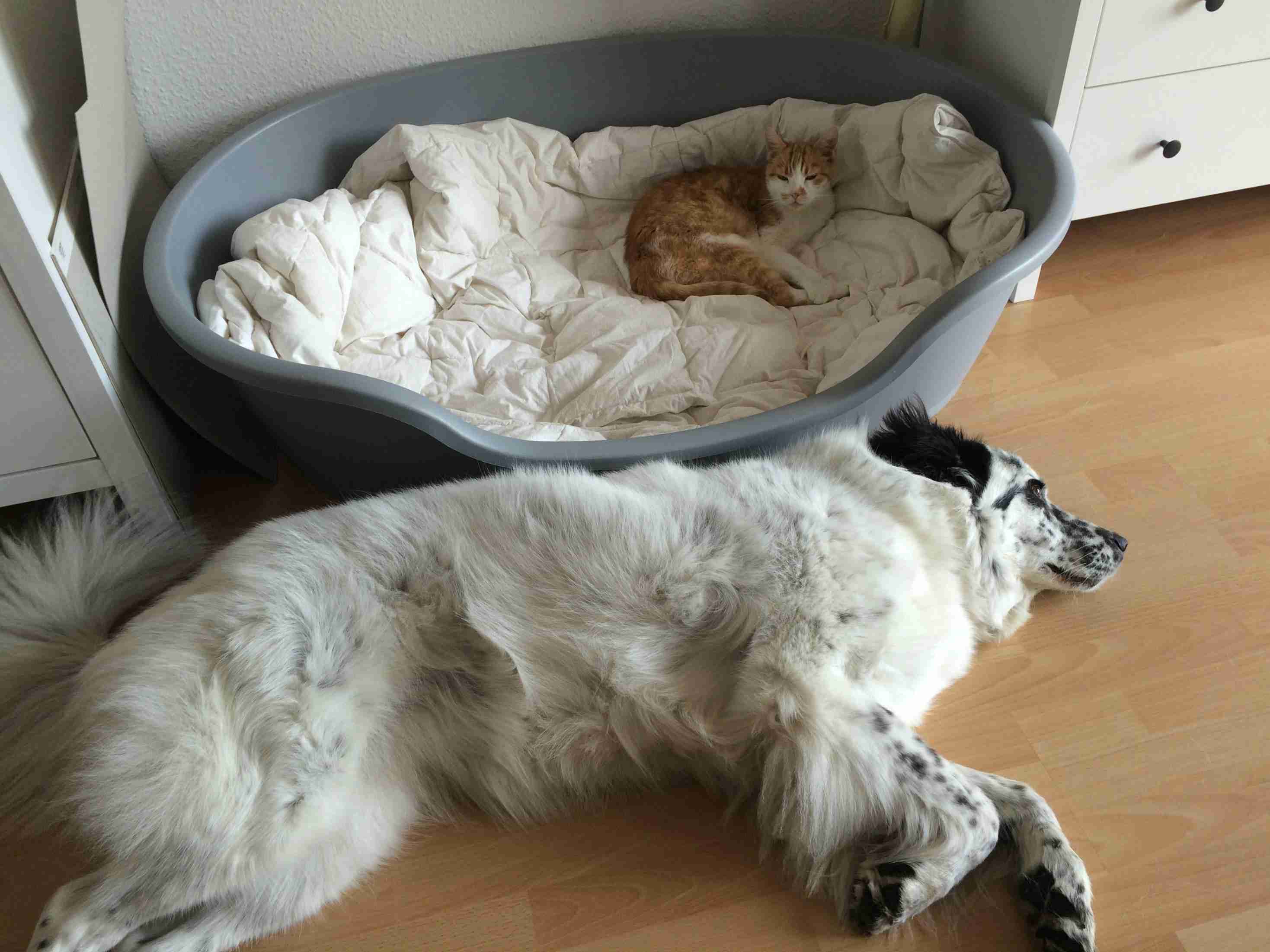 猫に居場所を取られる犬の画像ください
