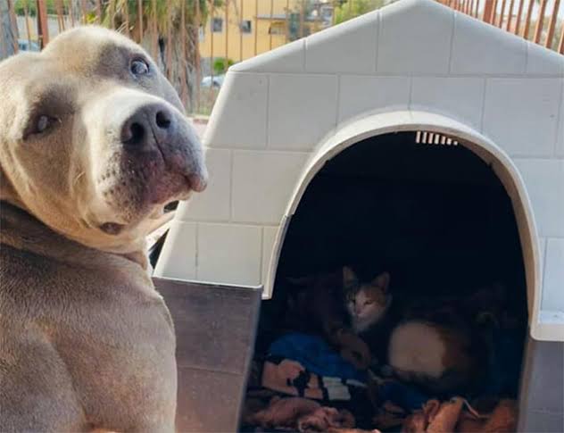 猫に居場所を取られる犬の画像ください