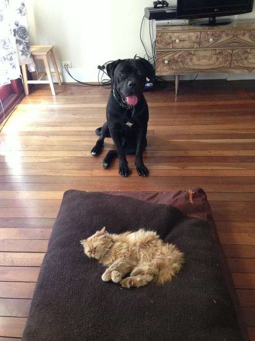 猫に居場所を取られる犬の画像ください