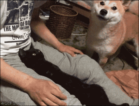 猫に居場所を取られる犬の画像ください