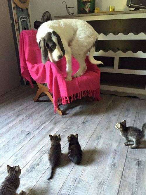 猫に居場所を取られる犬の画像ください