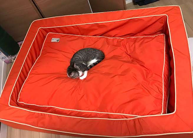 猫に居場所を取られる犬の画像ください