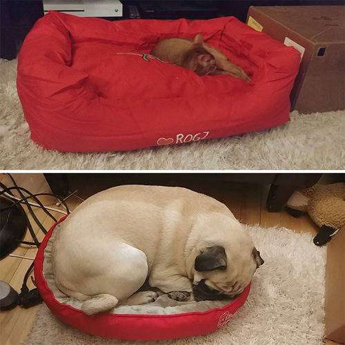 猫に居場所を取られる犬の画像ください